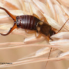 European Earwig