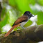 Asian Paradise Flycatcher (Female)