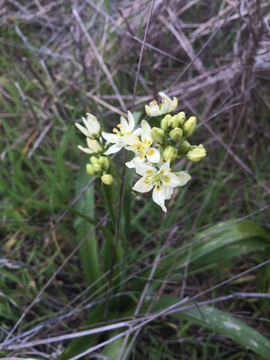 Death Camas