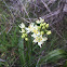 Death Camas