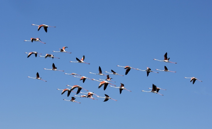 Volo in rosa di vagero