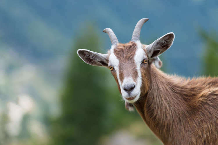 The suspect shot a man who entered the farm to collect his goats that were allegedly confiscated illegally.