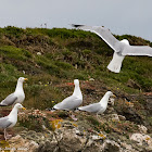 Herring Gull