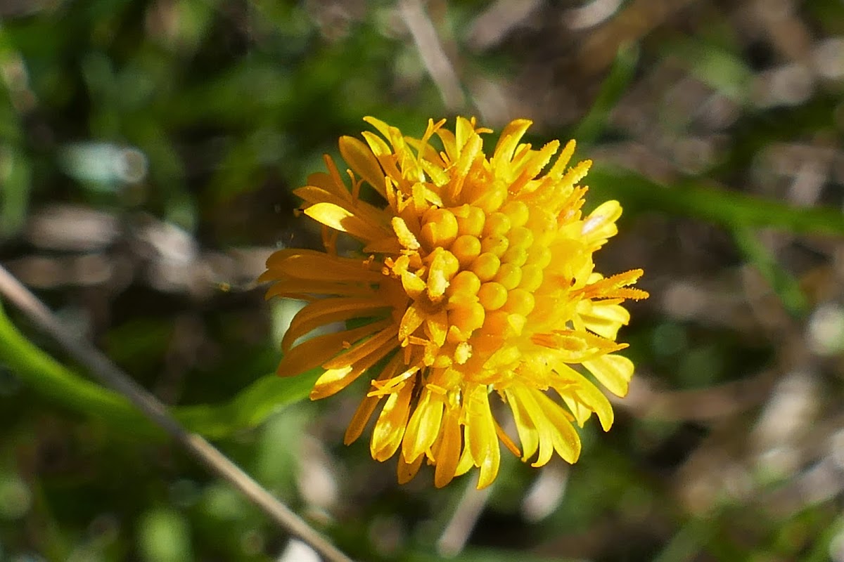 Yellow Burr-daisy