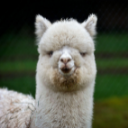 Alpaca Wallpaper New Tab Theme [Install] chrome extension