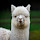 Alpaca Wallpaper New Tab Theme [Install]