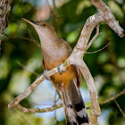 Puerto Rican lizard cuckoo