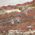 Long-billed Curlews