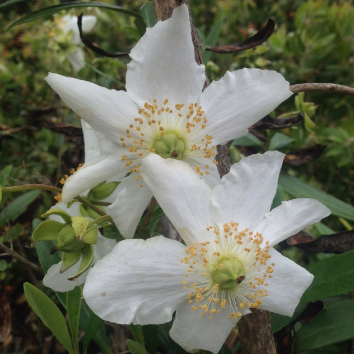 Bush Anemone