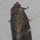 Variegated Midget Moth