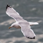 Yellow-legged Gull