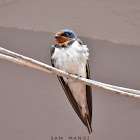 Barn Swallow / घर गौंथली