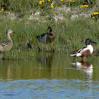 Northern Shoveler