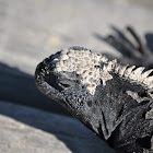 Galapagos iguana