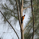 common flameback