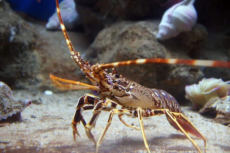 SANParks rangers confiscated 5,015 west coast rock lobster tails on Tuesday. Stock photo.