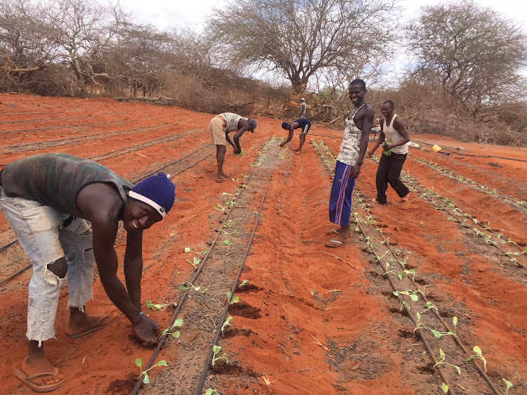 Farmers plant using Irrihub techniques