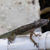 Anolis Roquet