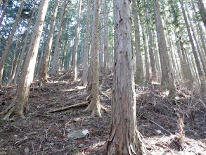 急登に