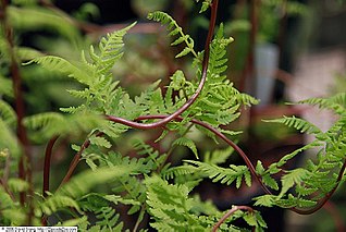 https://upload.wikimedia.org/wikipedia/commons/thumb/c/c4/Athyrium_filix-femina_Lady_In_Red_1zz.jpg/320px-Athyrium_filix-femina_Lady_In_Red_1zz.jpg