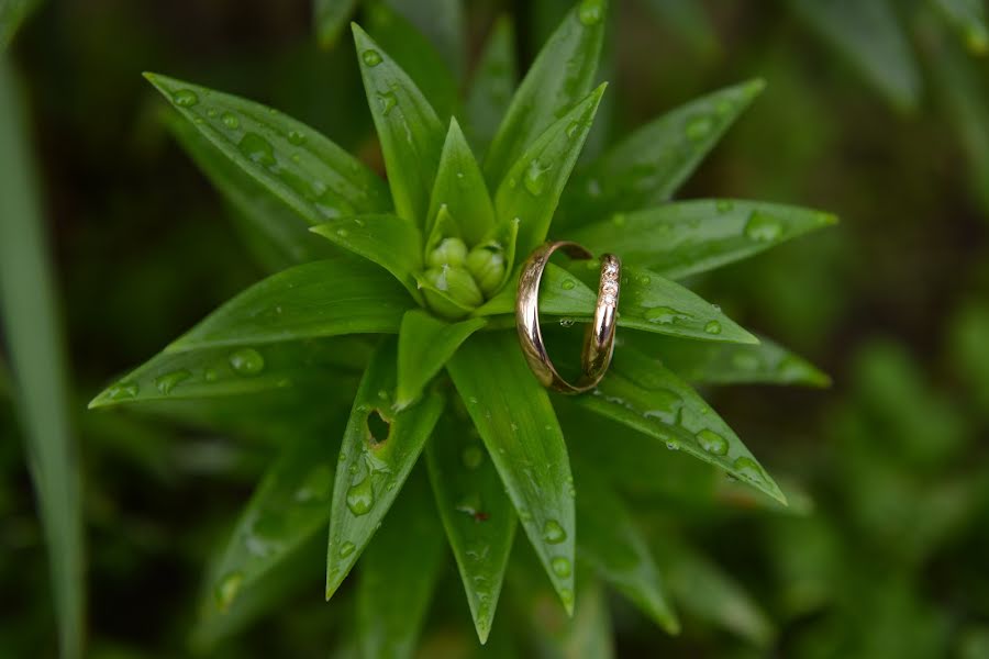 Photographe de mariage Svetlana Vdovichenko (svetavd). Photo du 12 août 2014