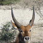 Waterbuck