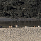 Wigeon