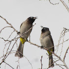 Yellow-vented bulbul