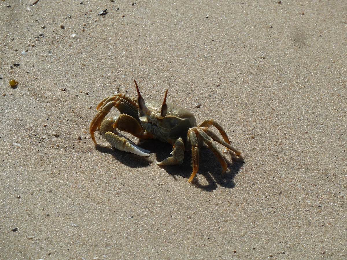 Ghost crab