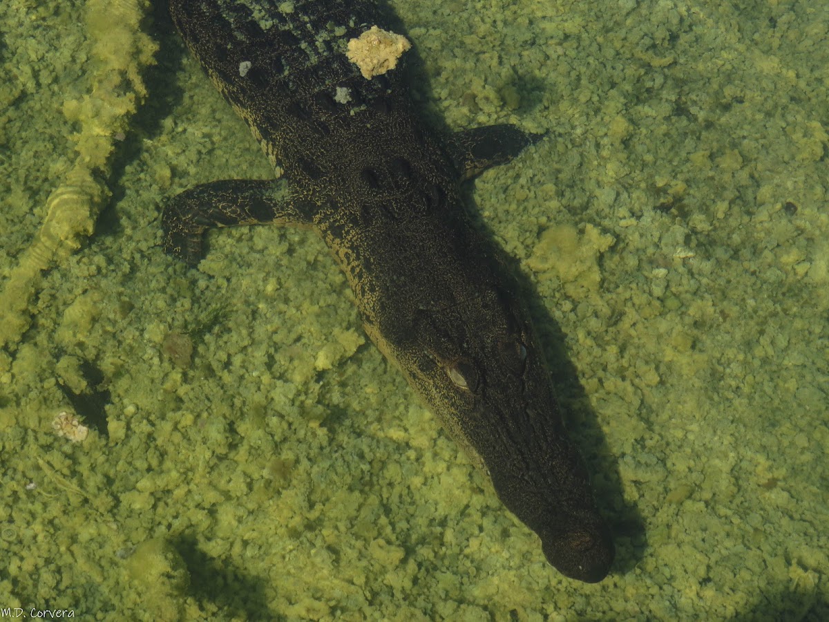 Indo-Pacific Crocodile