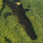 Indo-Pacific Crocodile