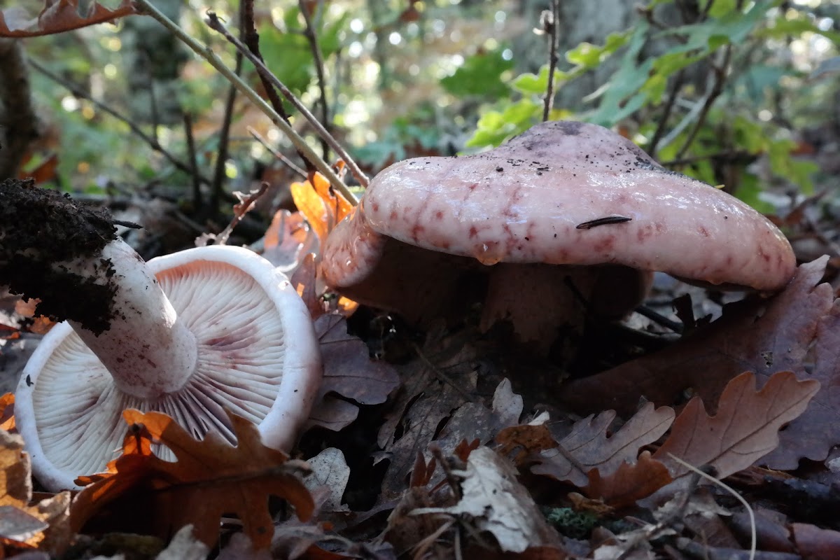 Pinkmottle woodwax, False russula, Russula-like waxy cap