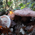 Pinkmottle woodwax, False russula, Russula-like waxy cap