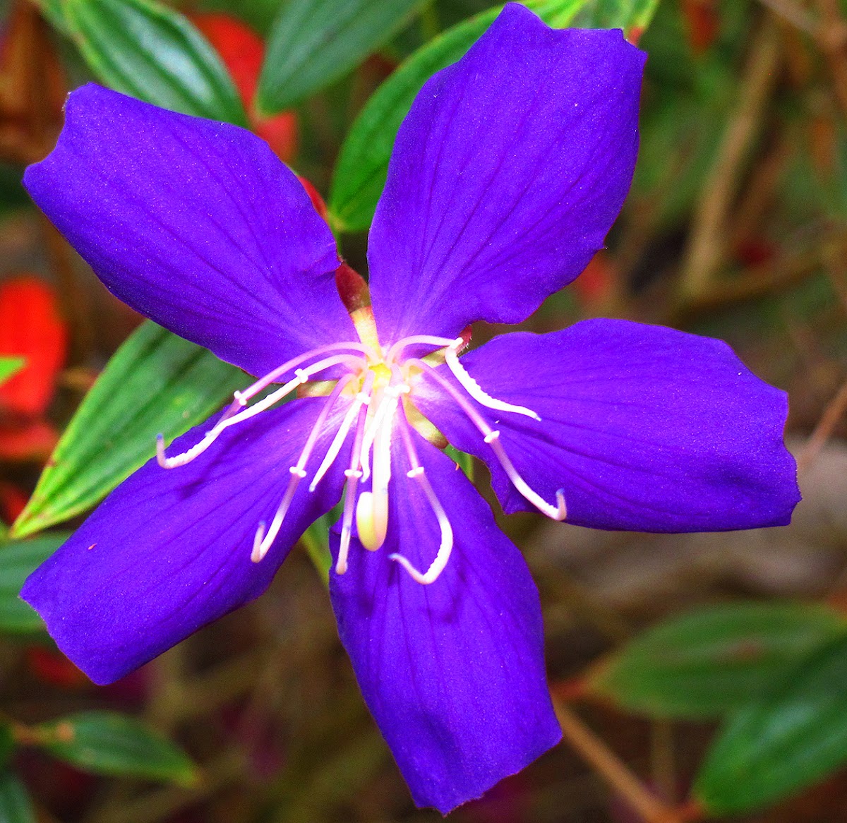 Glory Bush or Princess Flower