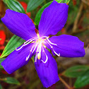 Glory Bush or Princess Flower