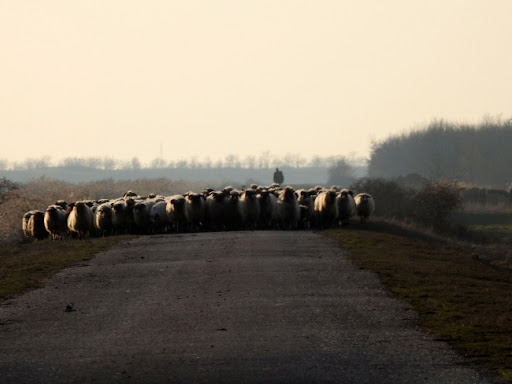 Forbs Srbija: Zbog korupcije od 2009. zaplenjeno 40.300 kvadrata, 26 ovaca i jedna koza