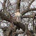 Red Tailed Hawk