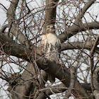 Red Tailed Hawk