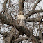 Red Tailed Hawk