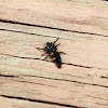 Seven-spotted ladybird larvae