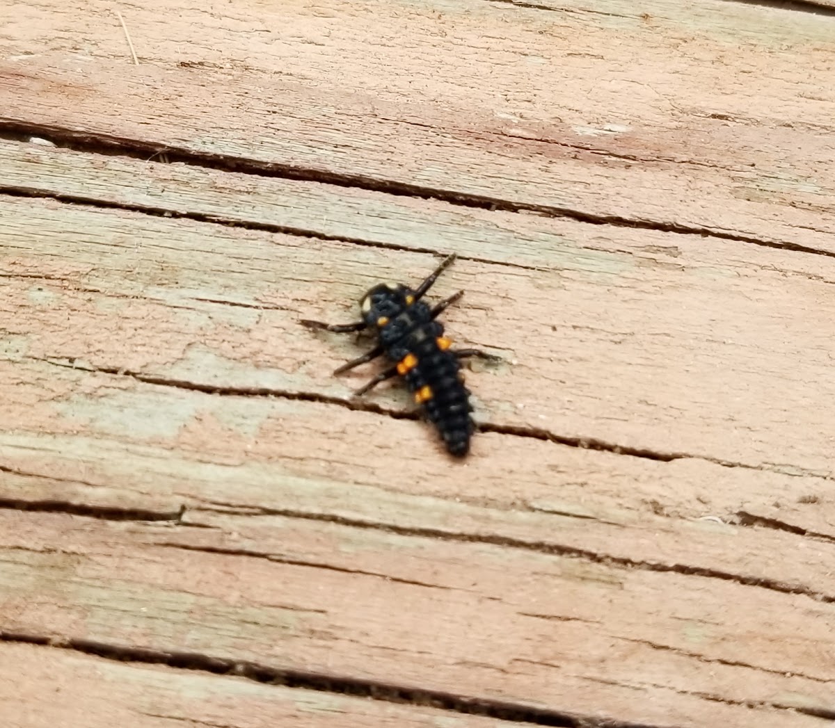 Seven-spotted ladybird larvae