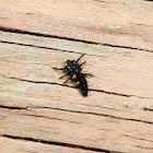 Seven-spotted ladybird larvae