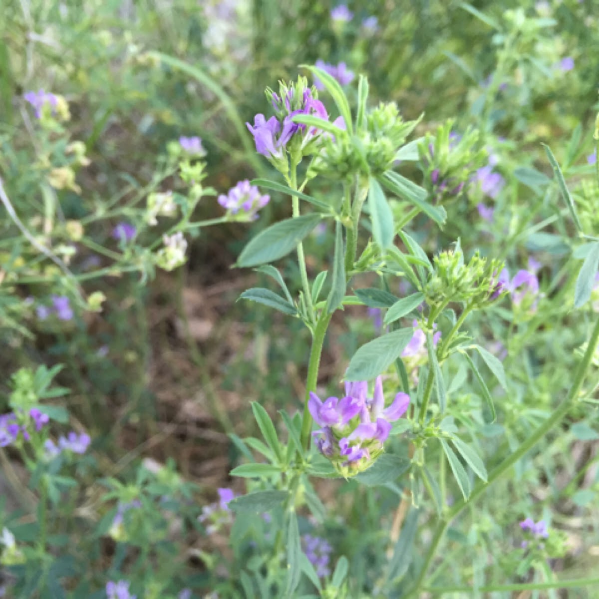 Wild alfalfa