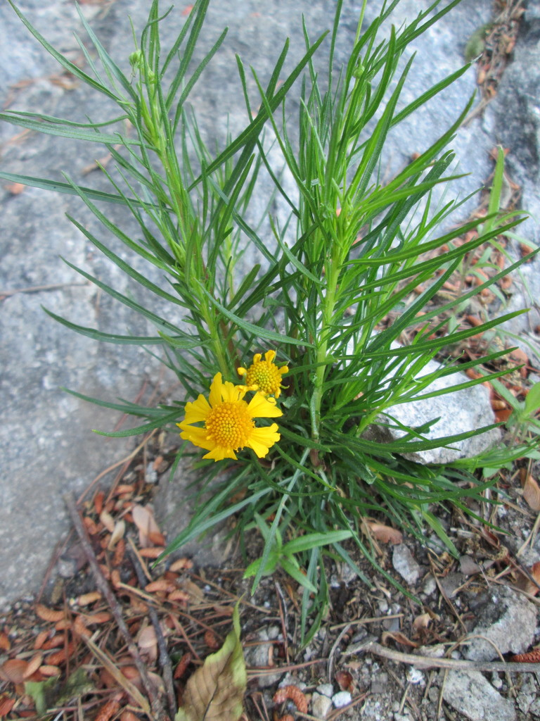 Bitterweed