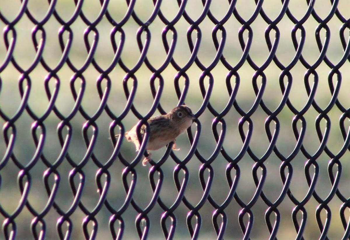 Grasshopper Sparrow