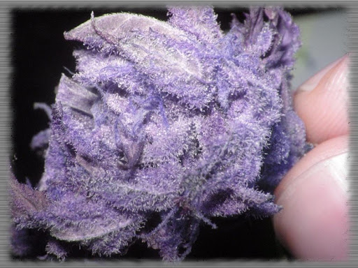 Purple Marijuana Wallpaper