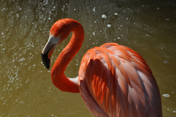 Flamingo. di utente cancellato