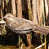 Red-winged Blackbird