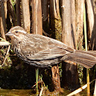 Red-winged Blackbird