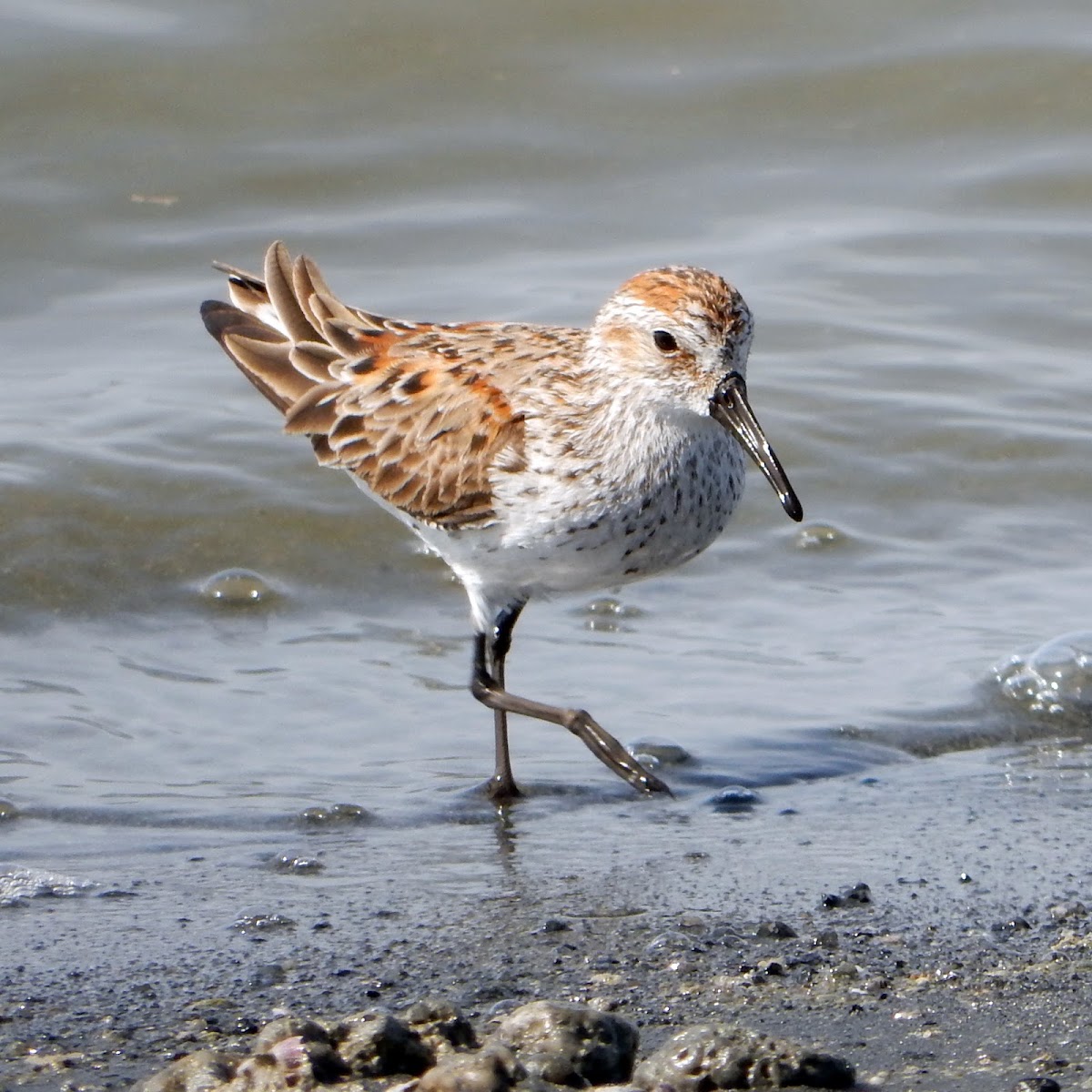 Western Sandpiper